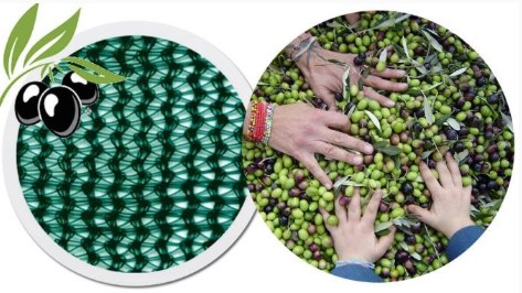 TELO OLIVE ANTISPINA 10X10 APERT. 40116 